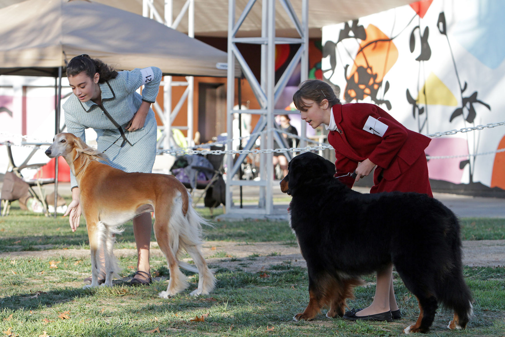 Wine Country Kennel Club Dog Show